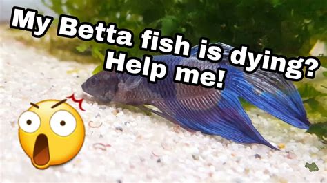 Is My Betta Fish Dying